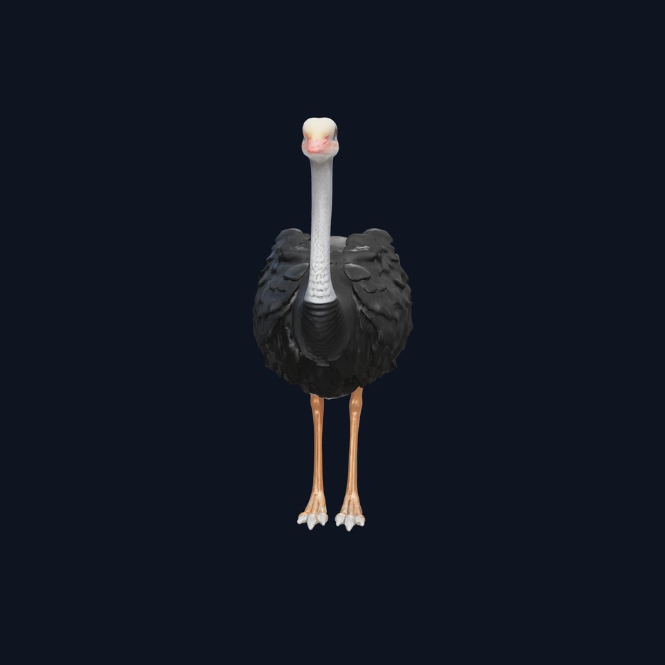 Realistic Ostrich 3D Model High Detail Rendering