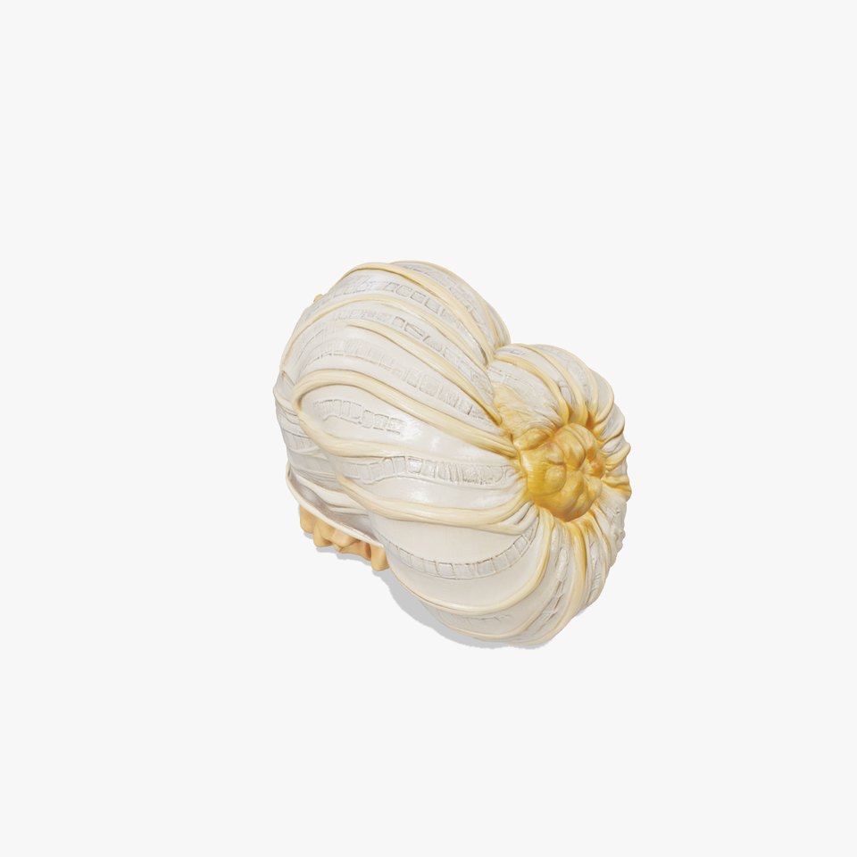 Paper Nautilus With Detailed Shell Structure