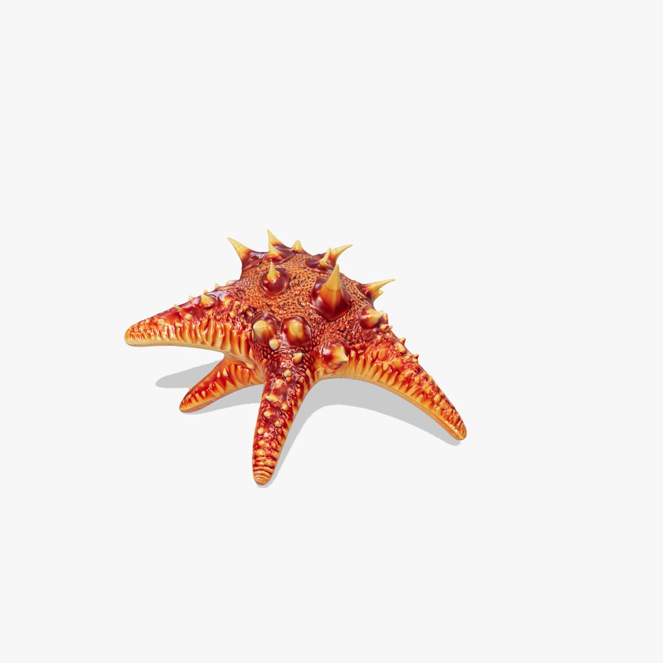 Crown-of-Thorns Starfish Venomous Spines Model