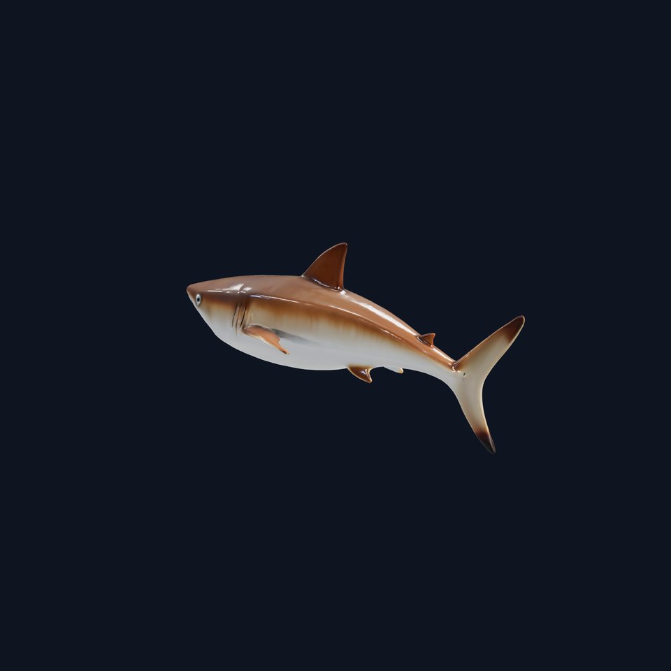 Horn Shark Model Spine Covered Back