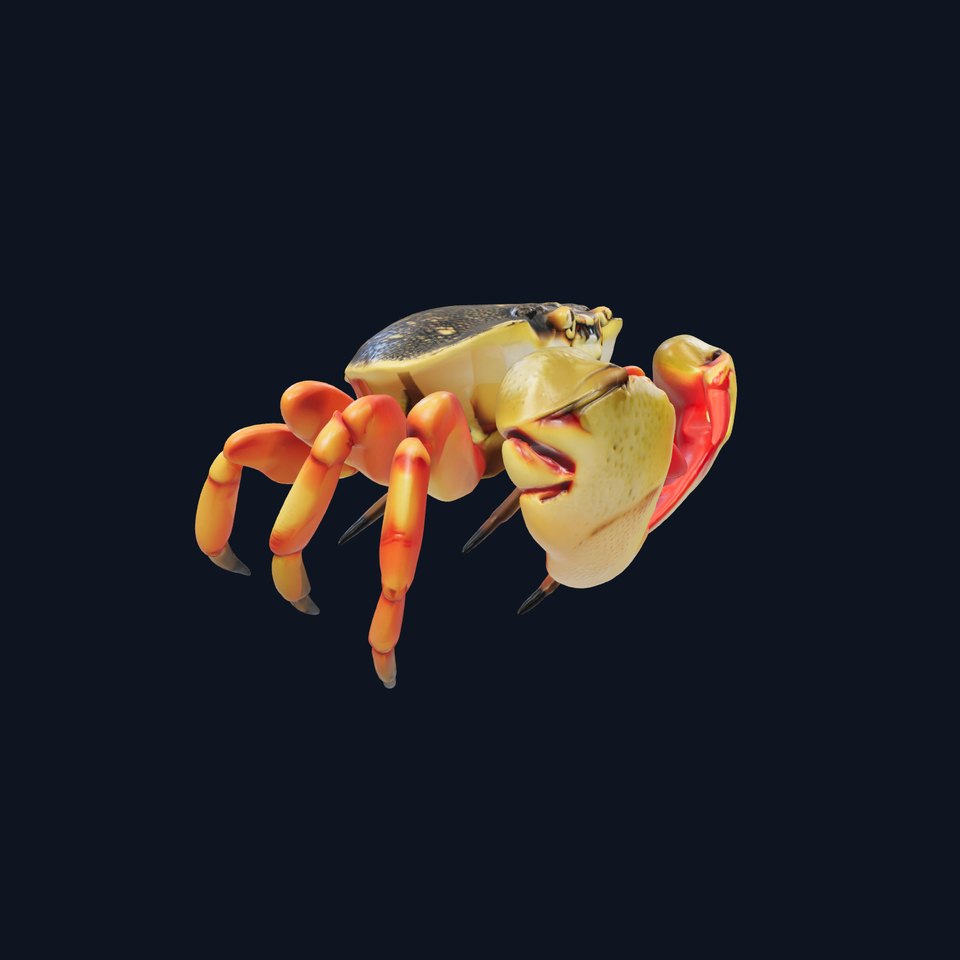 Sally Lightfoot Crab Colorful 3D Model