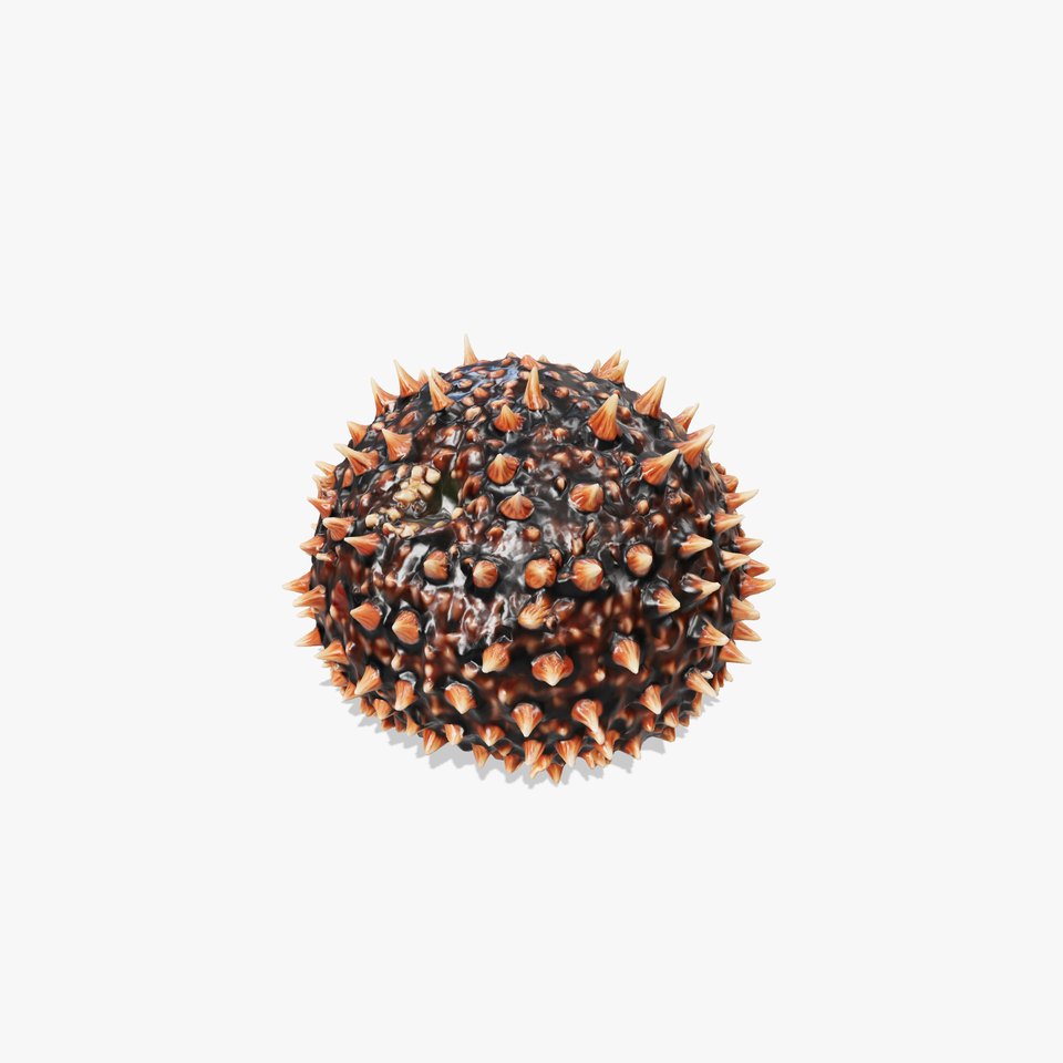 Pencil Urchin Model with Cylindrical Spines
