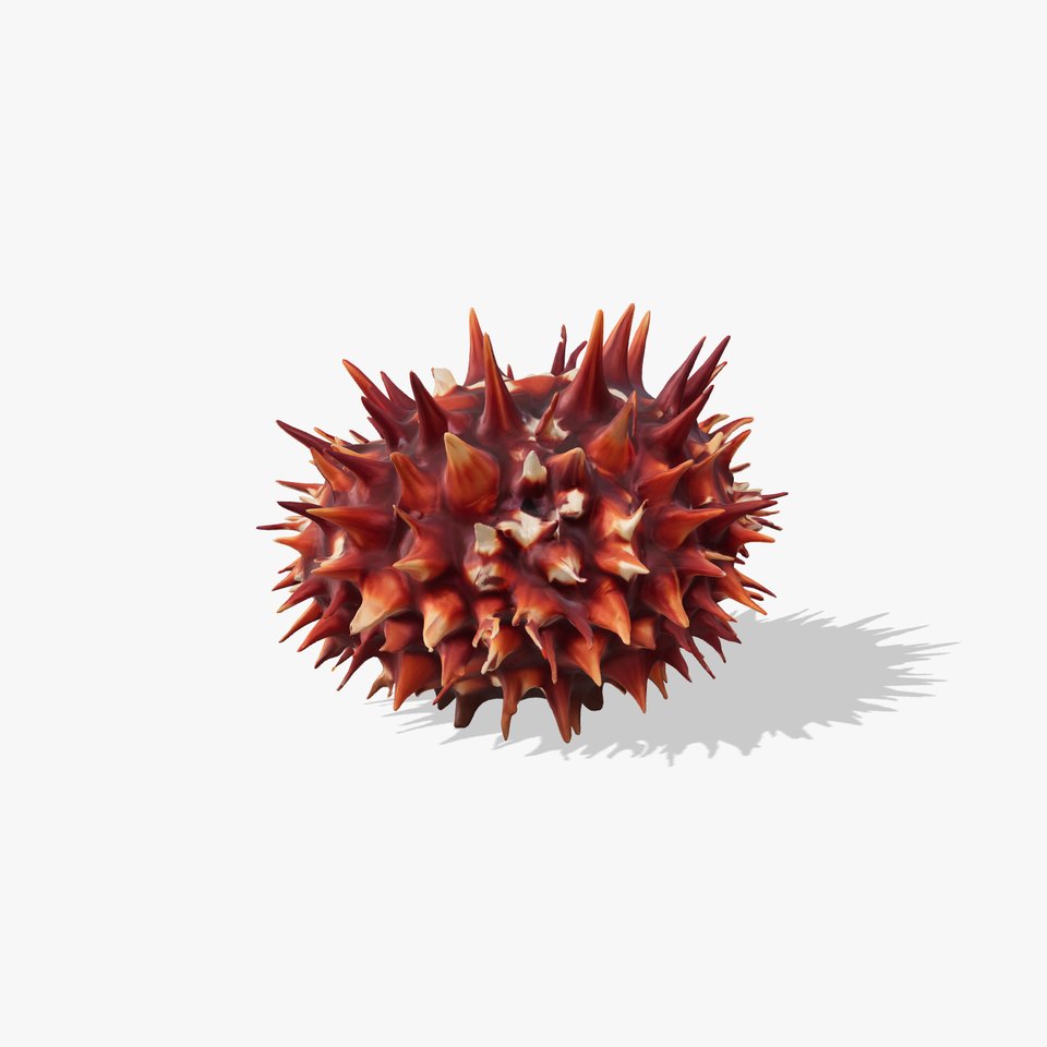 Venomous Fire Urchin with Spines