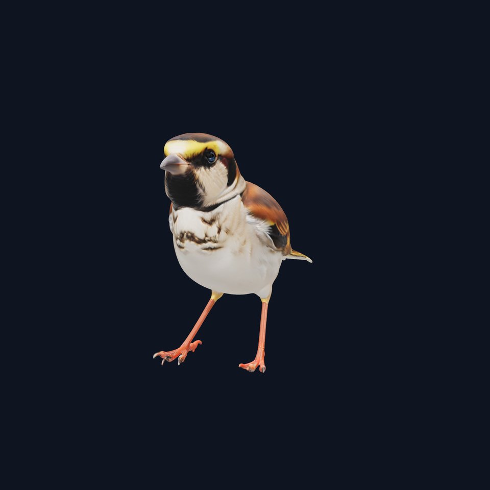 Cape Sparrow 3D Model with Yellow Shoulder Patches