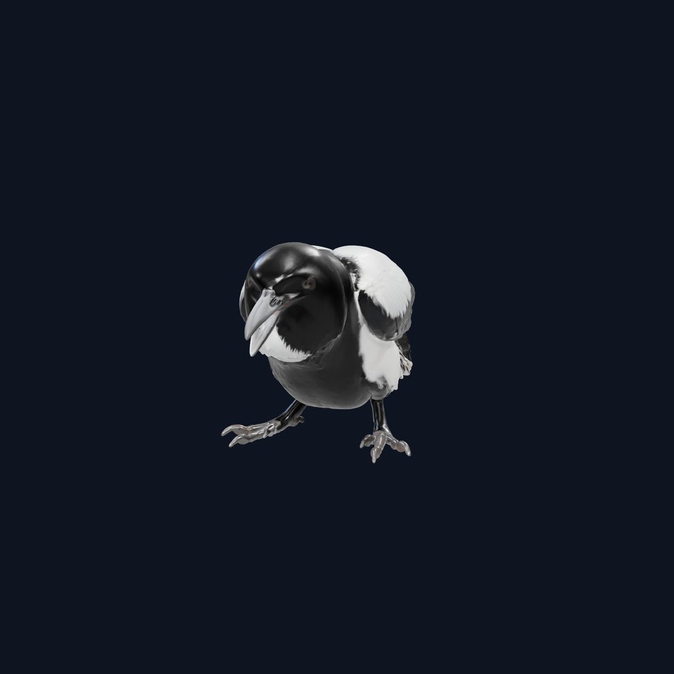 Rook Bird with Shaggy Throat Feathers 3D Model