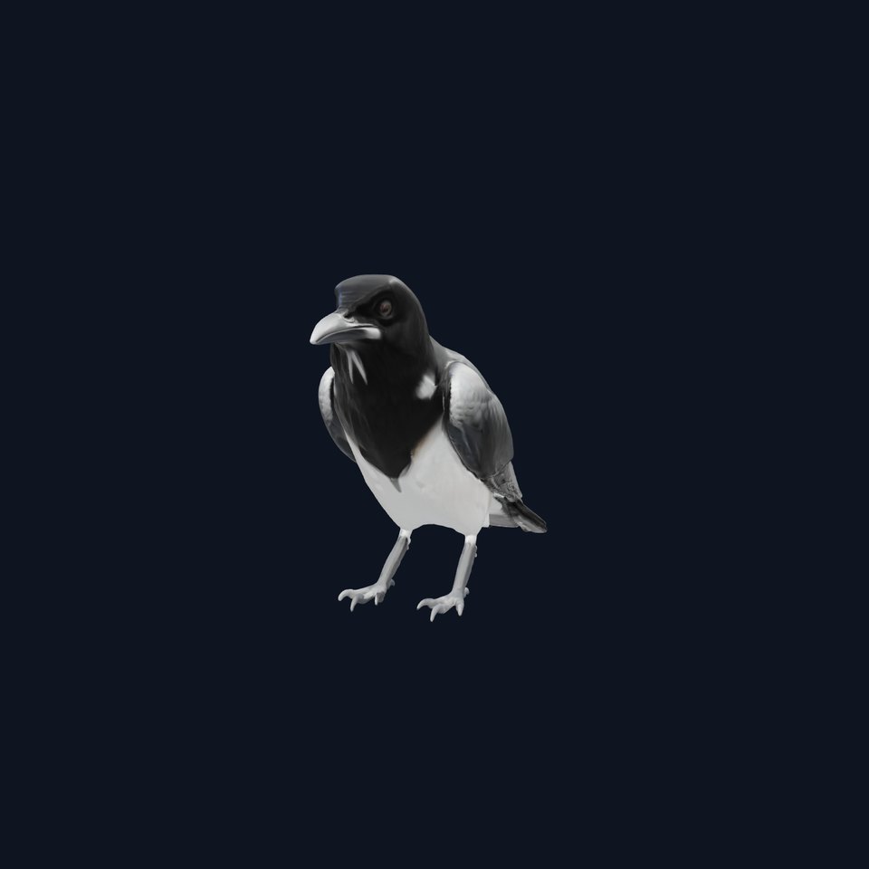 White-necked Raven 3D Model with Cliff-dwelling Features