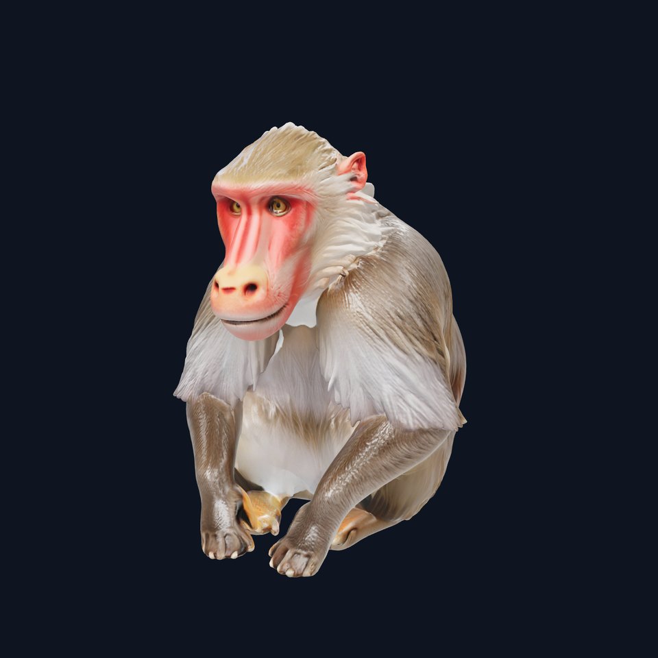 Hamadryas Baboon 3D Model with Detailed Manes and Pink Face
