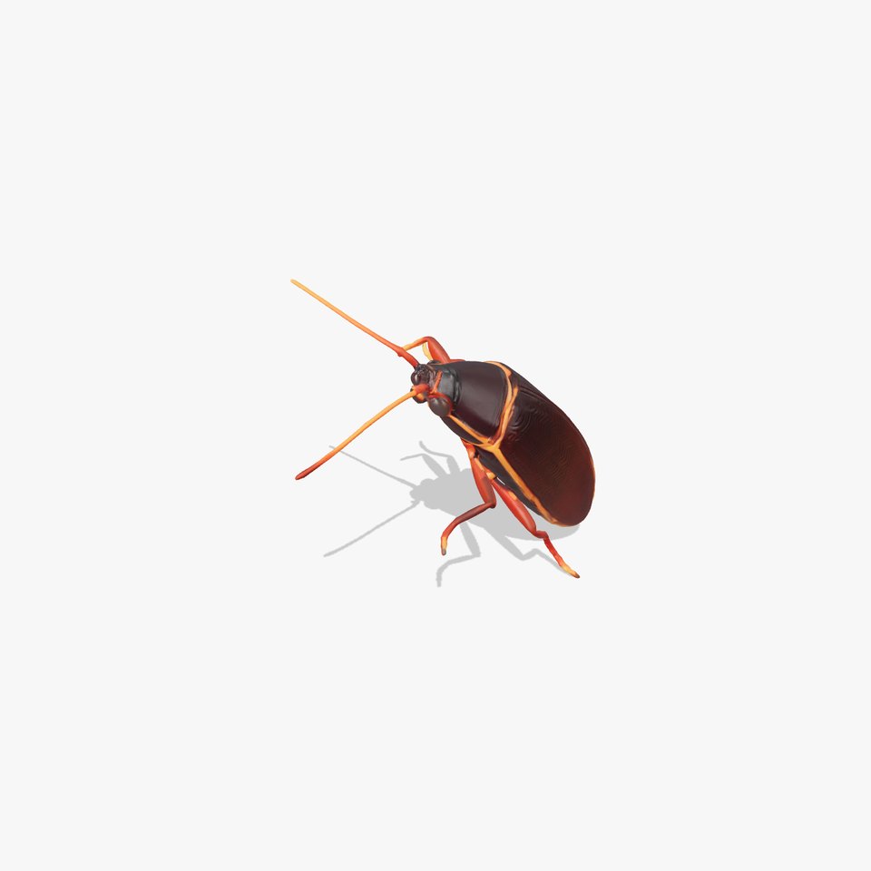 Desert Cockroach 3D Model with Detailed Exoskeleton