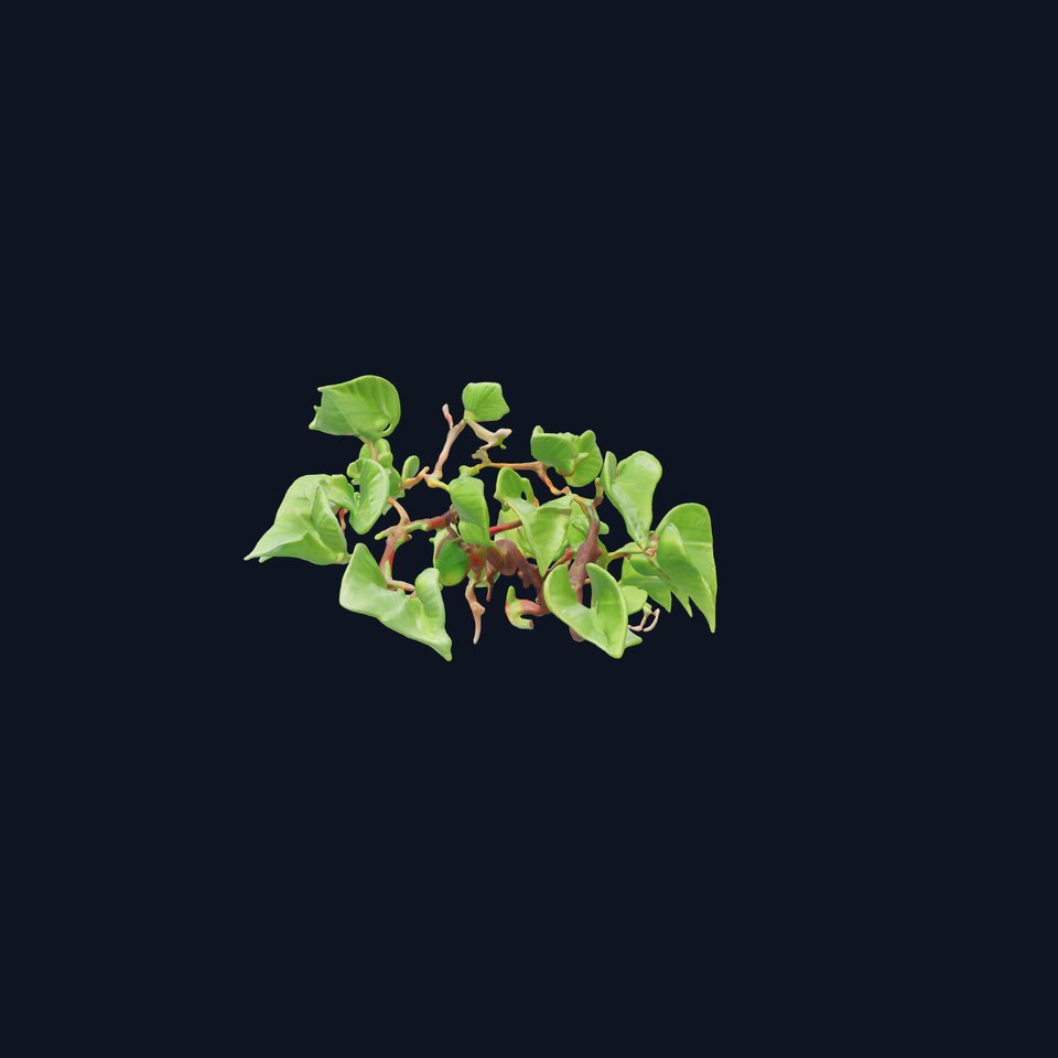 Peace Vine Foliage Plant 3D Model