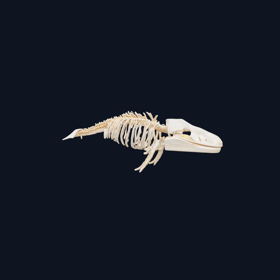 Realistic Whale Skeleton 3D Model