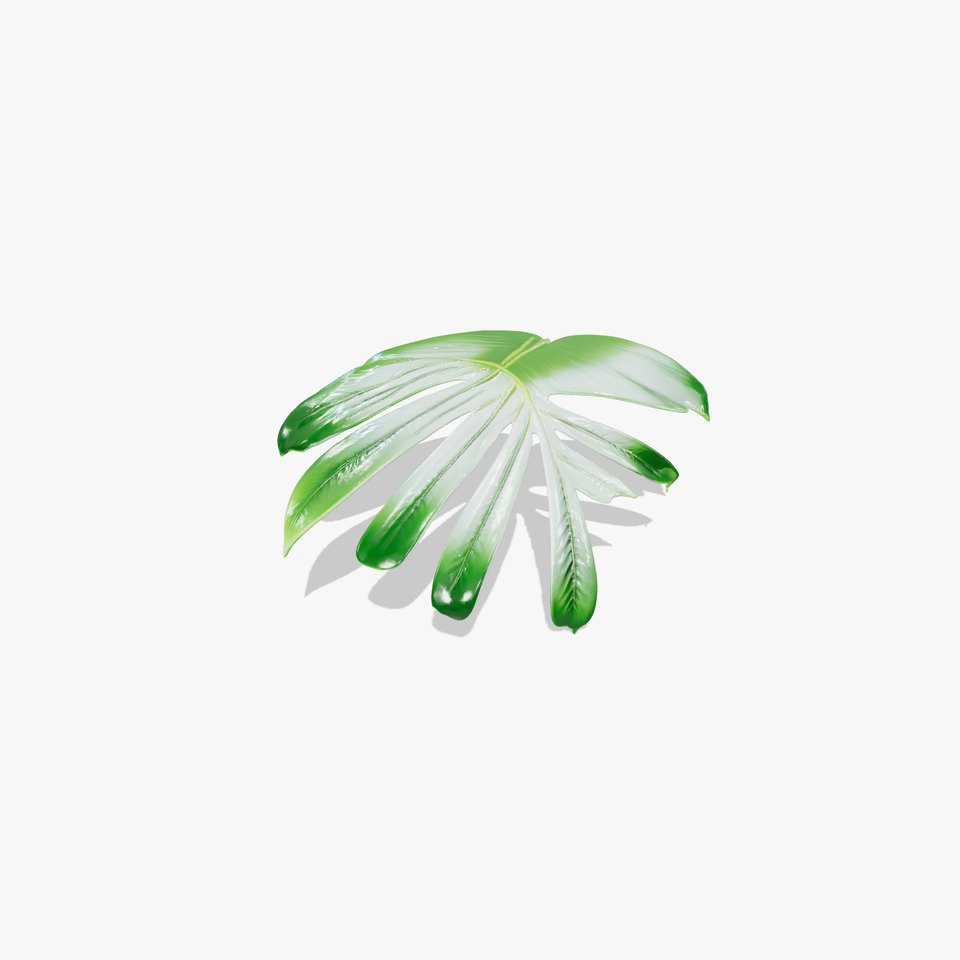 Monstera Leaf Detailed Plant model pack
