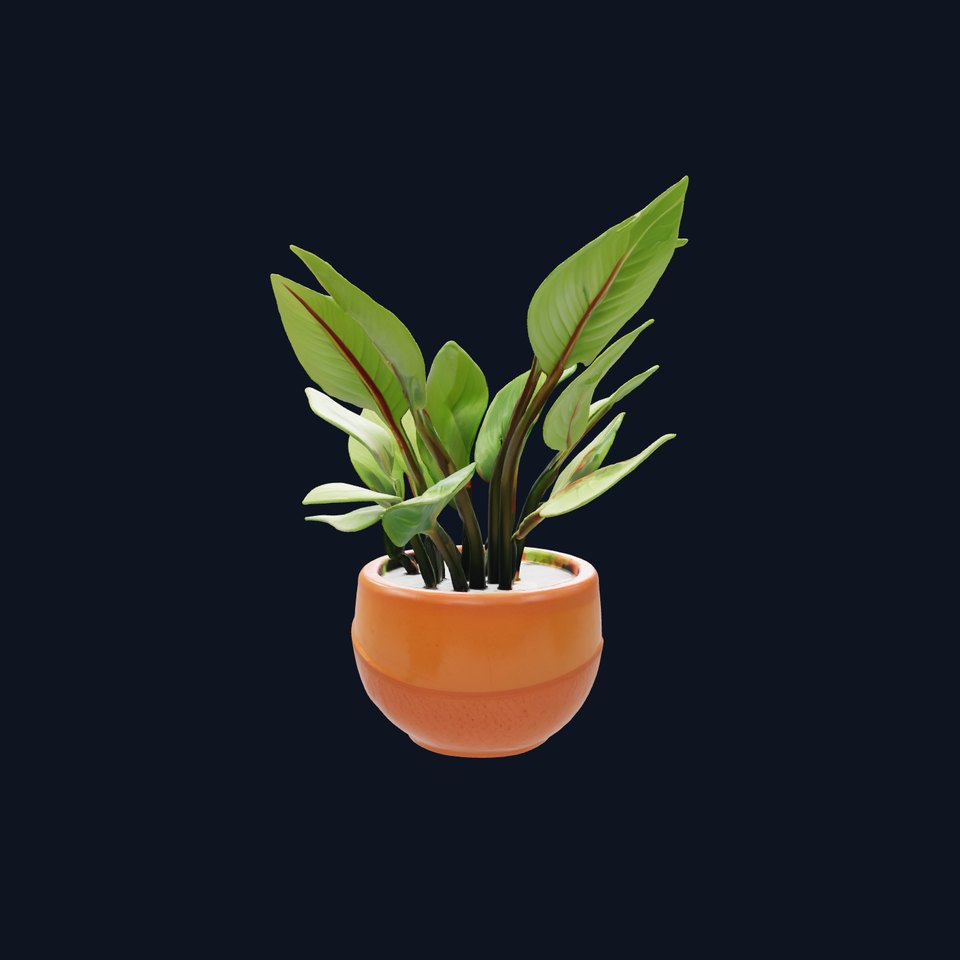 Alocasia Plant in Terracotta Pot model pack