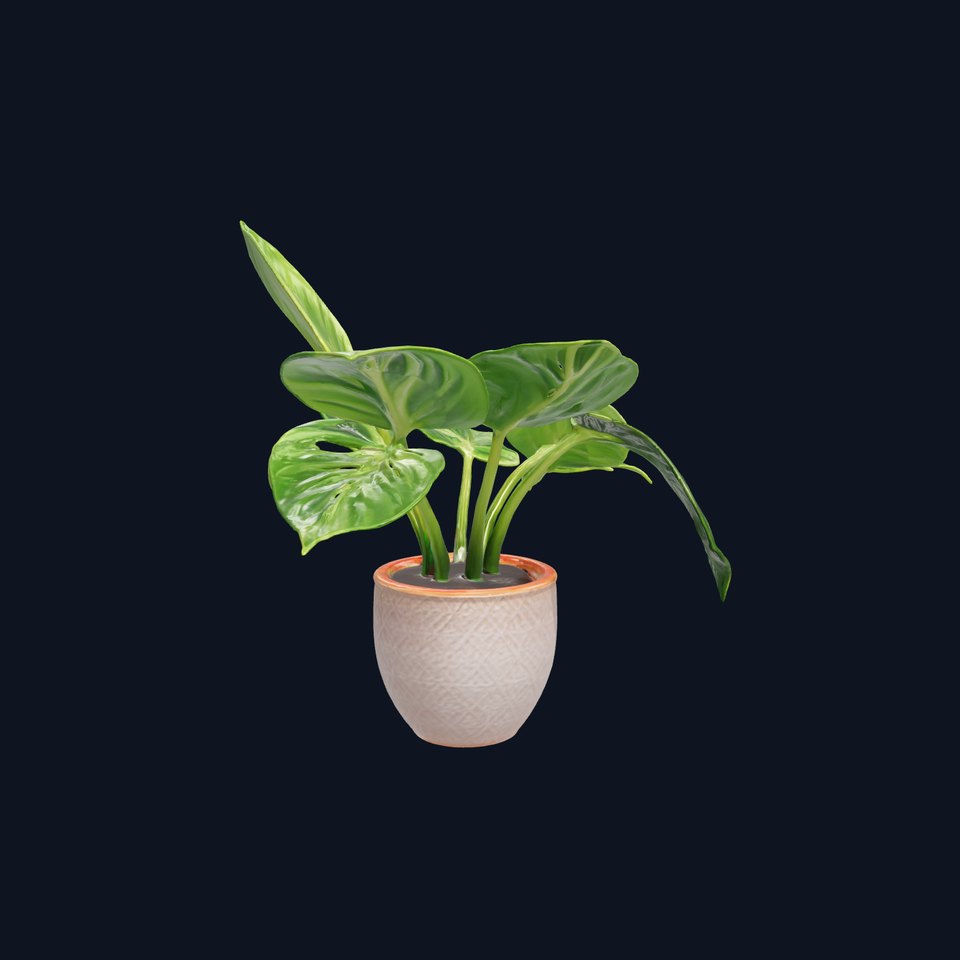 Potted Alocasia Luxurious Decorative model pack