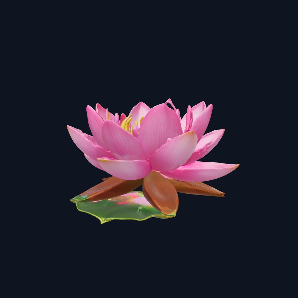 Pink Water Lily Large Petals Vibrant Center model pack