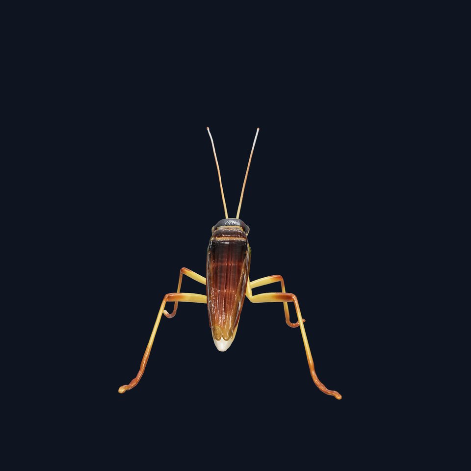Realistic Cricket Insect Model Pack