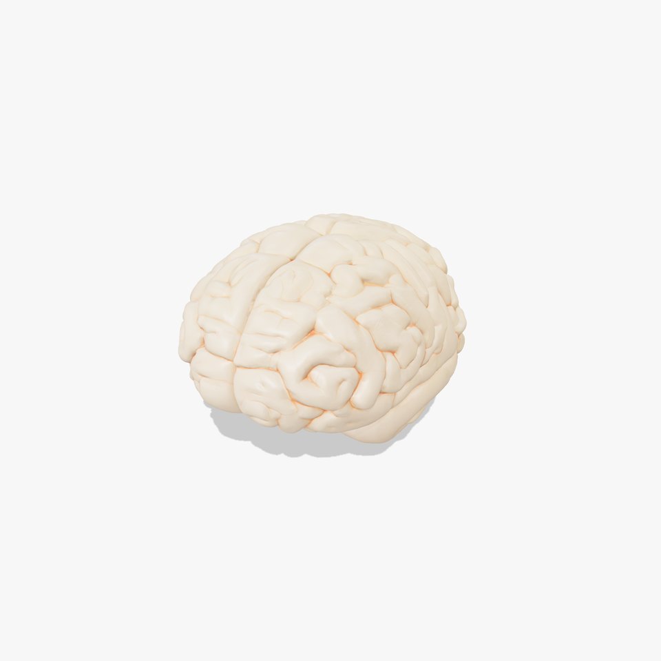 Brain Anatomy Detailed Model Pack