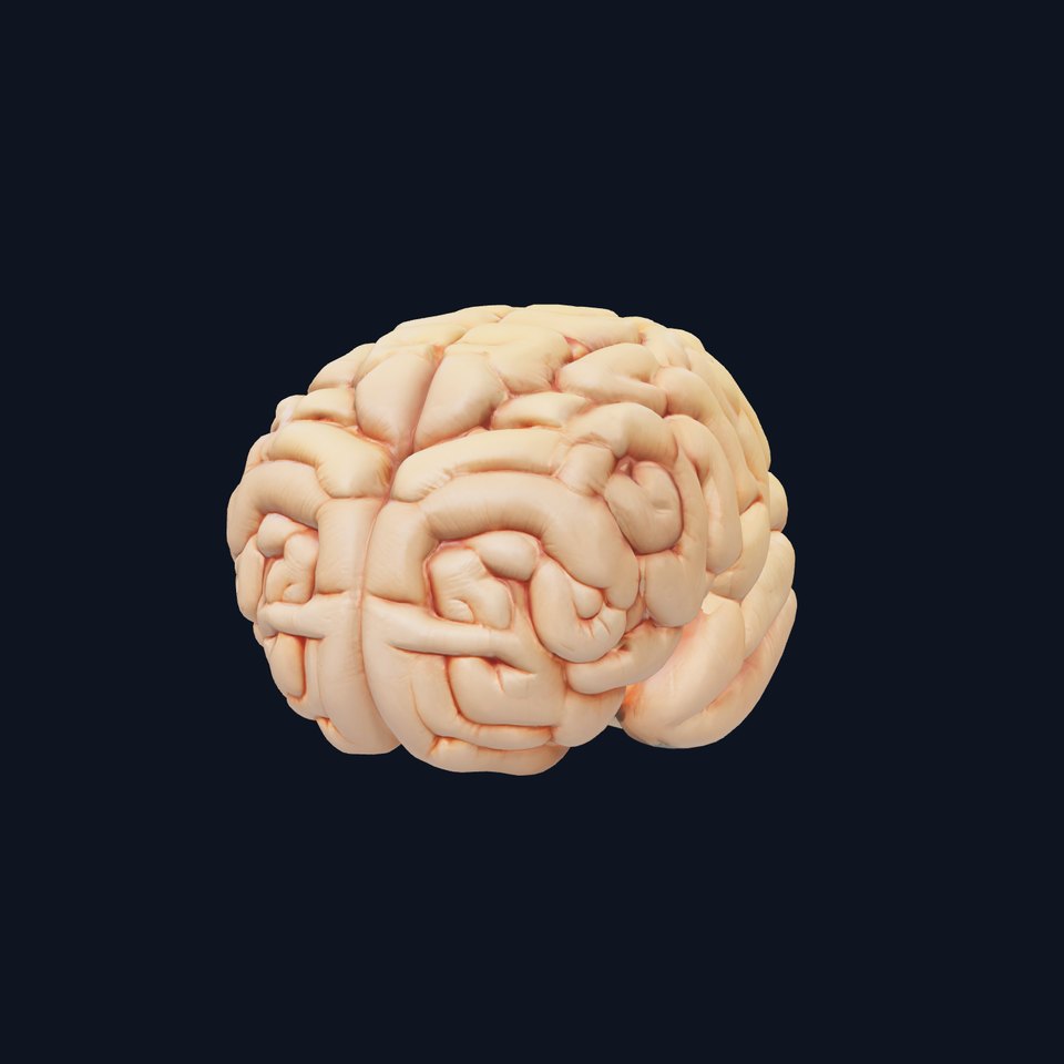 Realistic Human Brain Model Pack