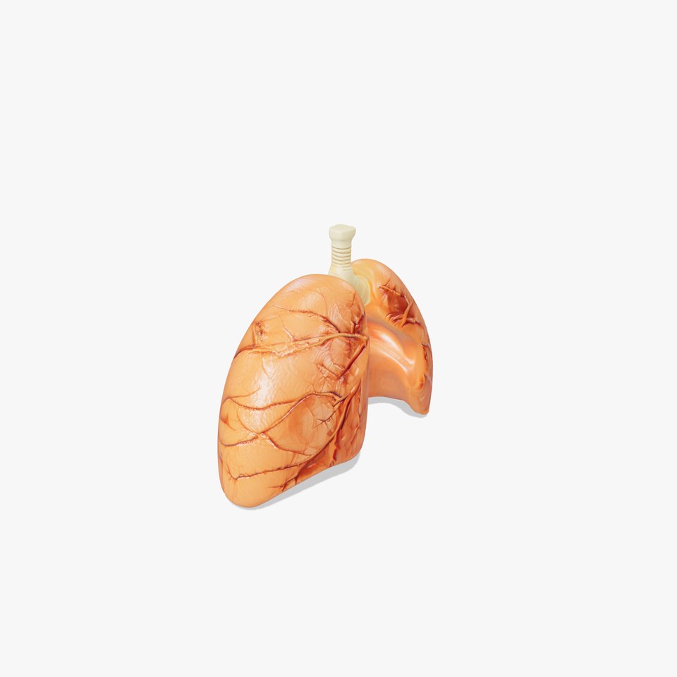 Realistic Human Lungs Anatomy model pack