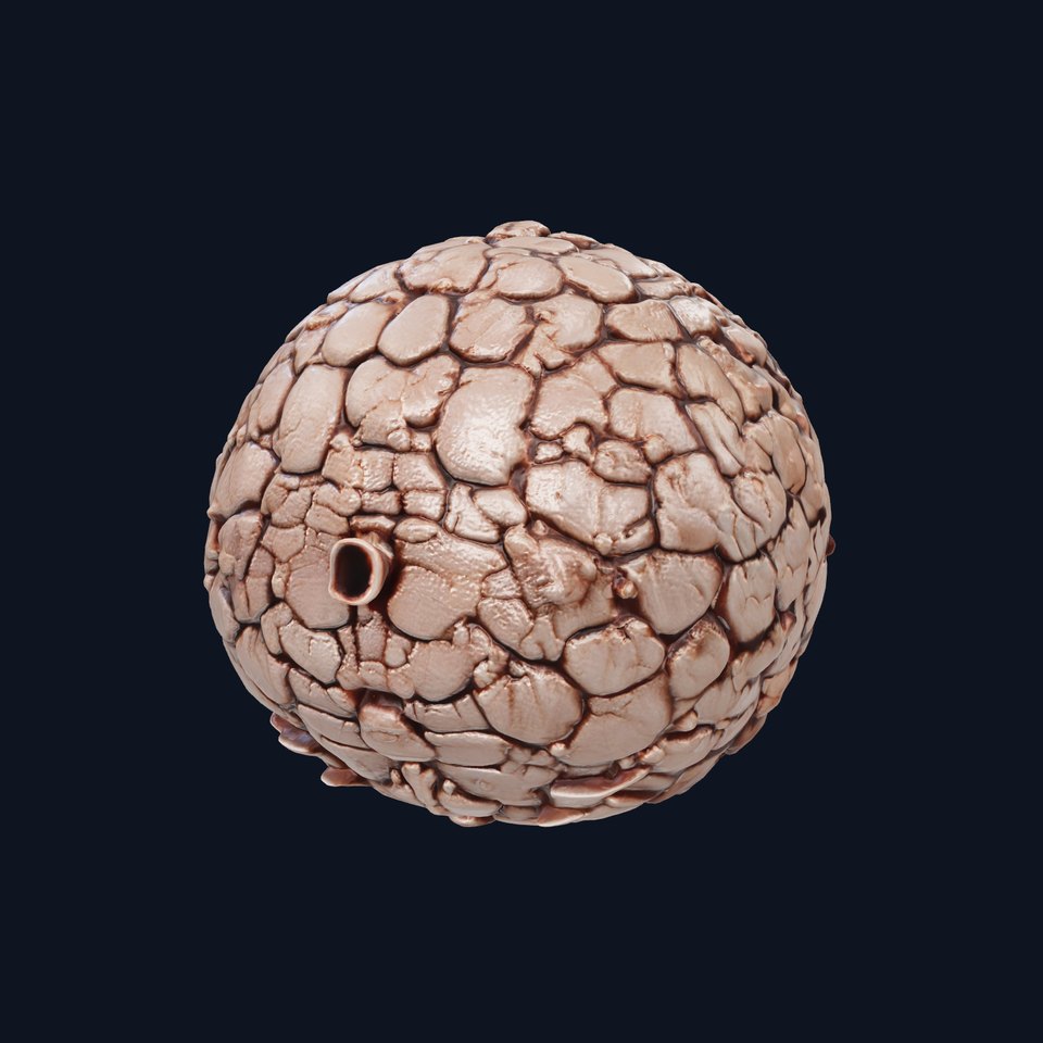 Truffle Mushroom Detailed Surface model pack