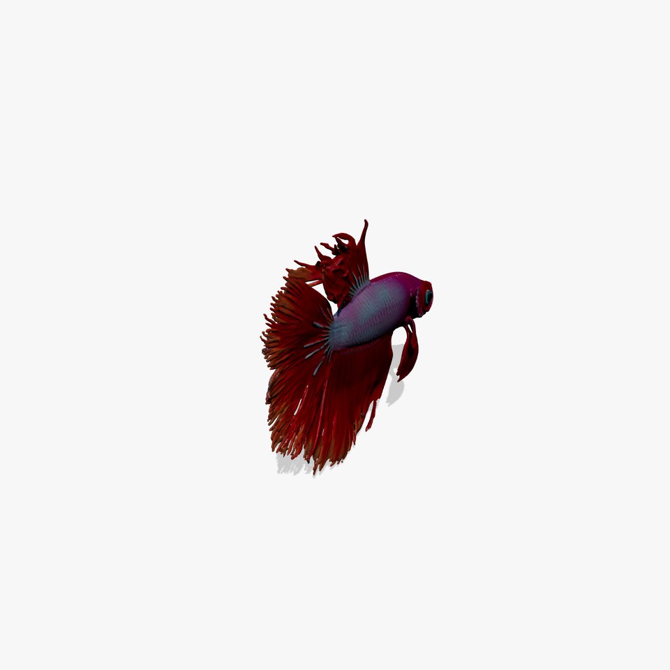 CoralGlow Betta Neon Fish model pack