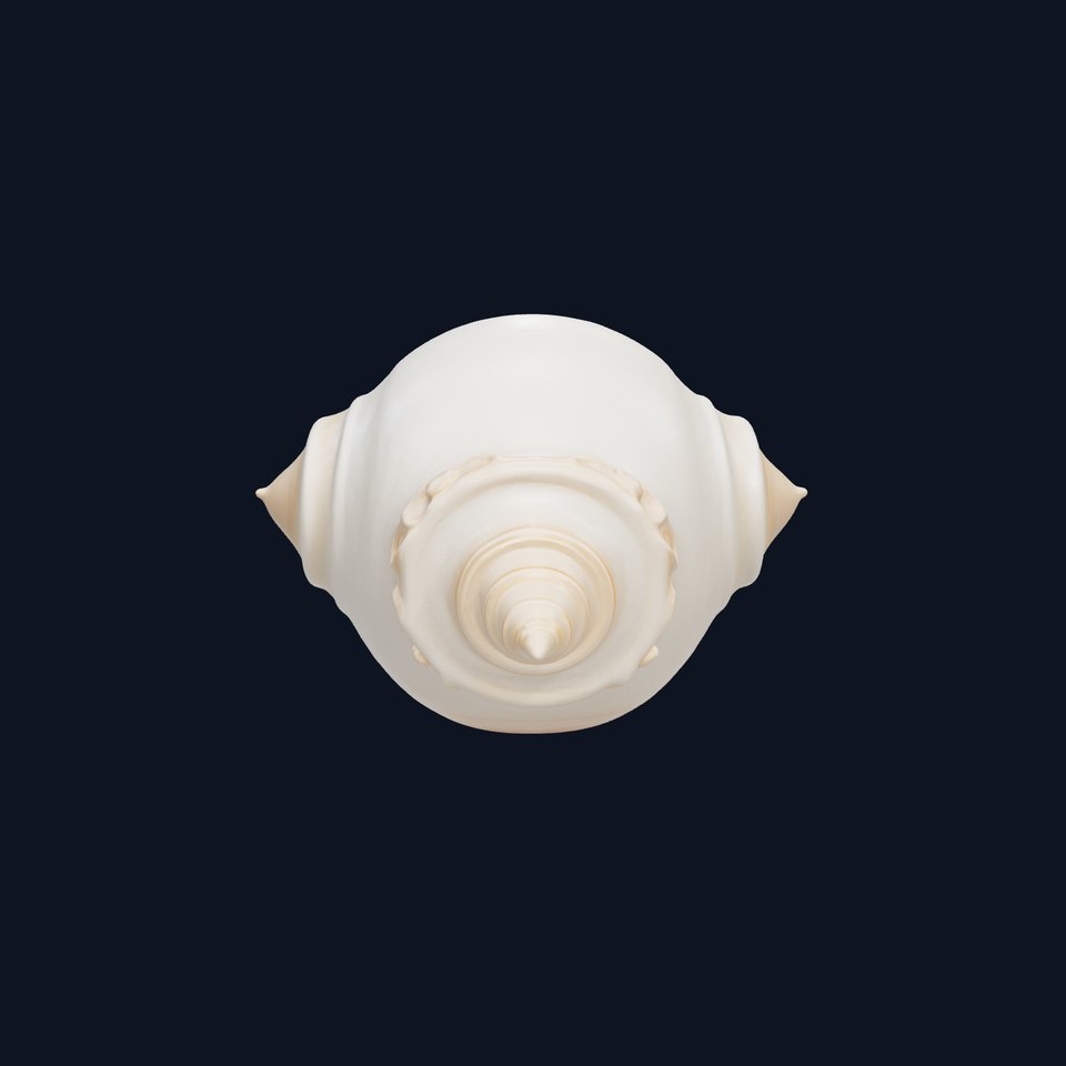 Scalloped Seashell Natural Color model pack