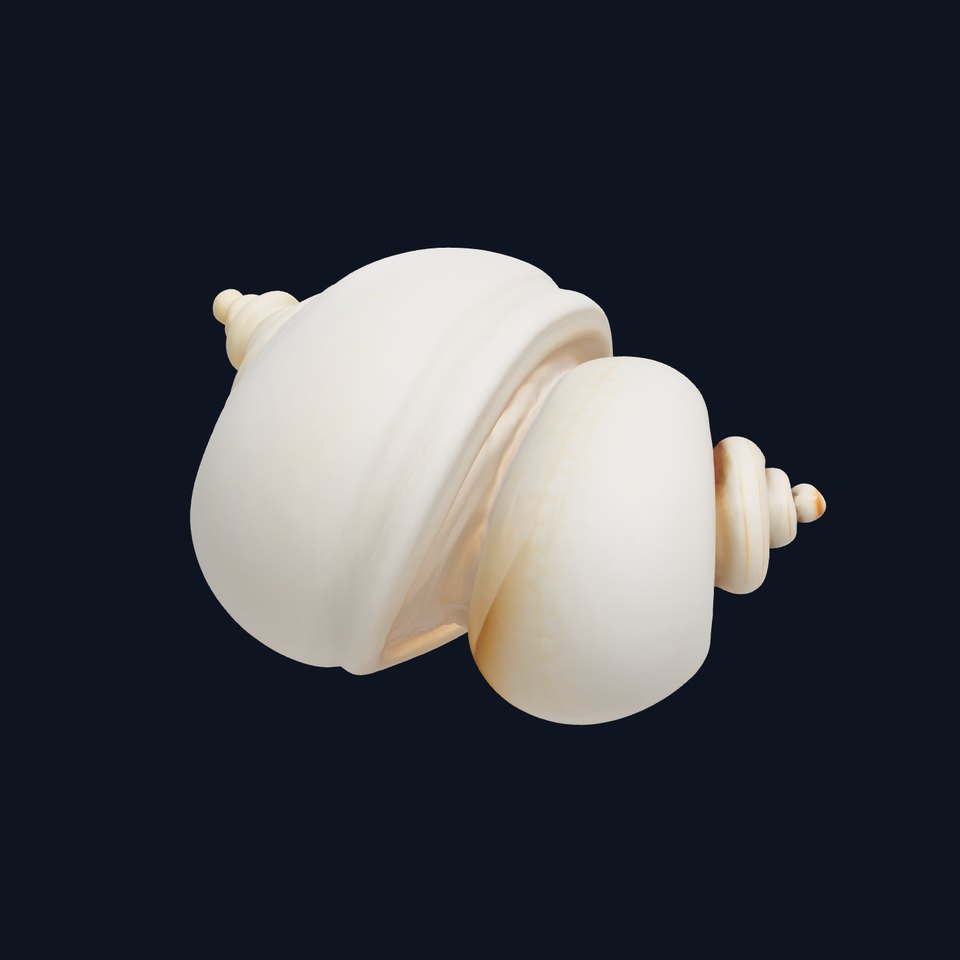 Spiral Seashell Natural Design model pack