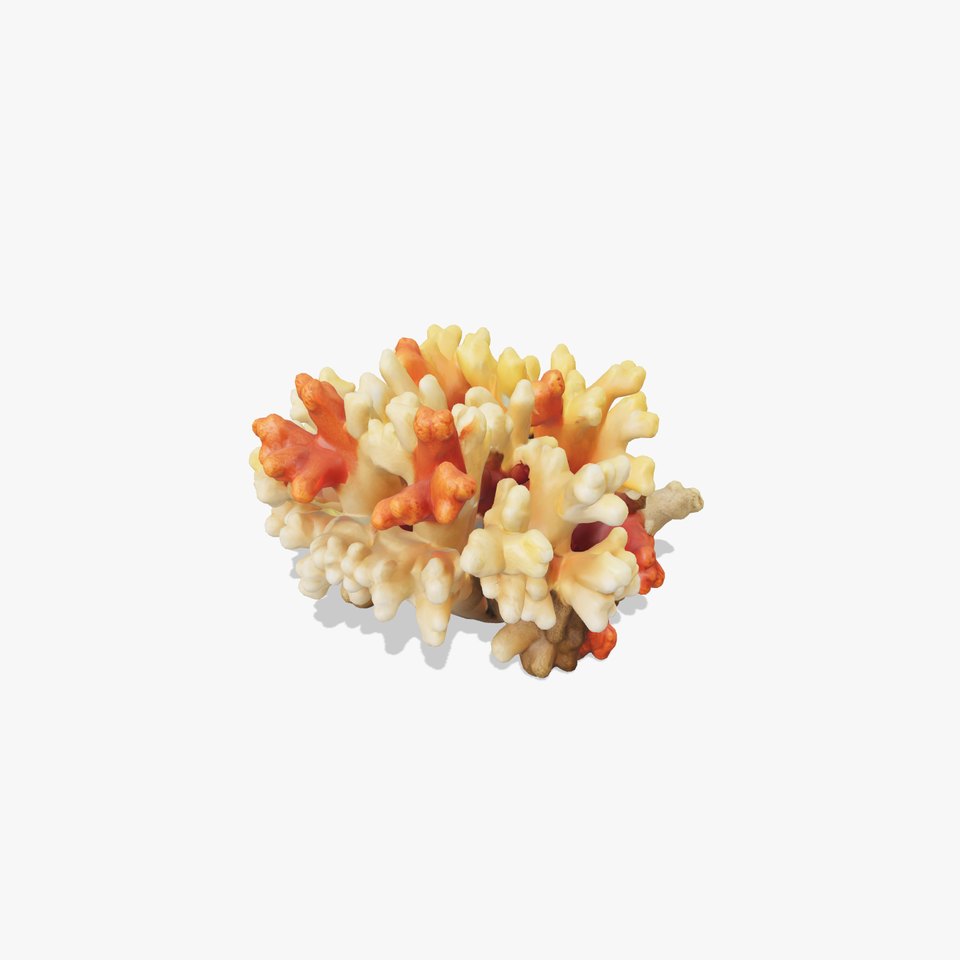 Cluster of Corals with Varied Textures Model Pack