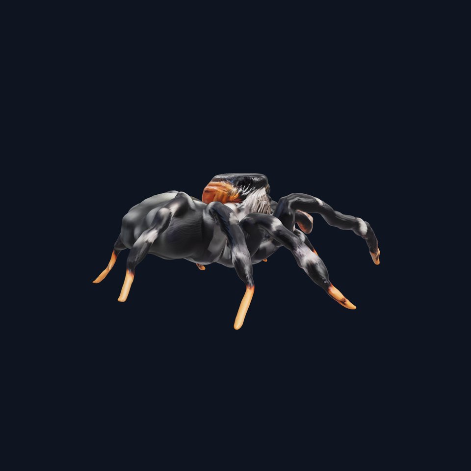 Elegant Jumping Spider 3D model pack