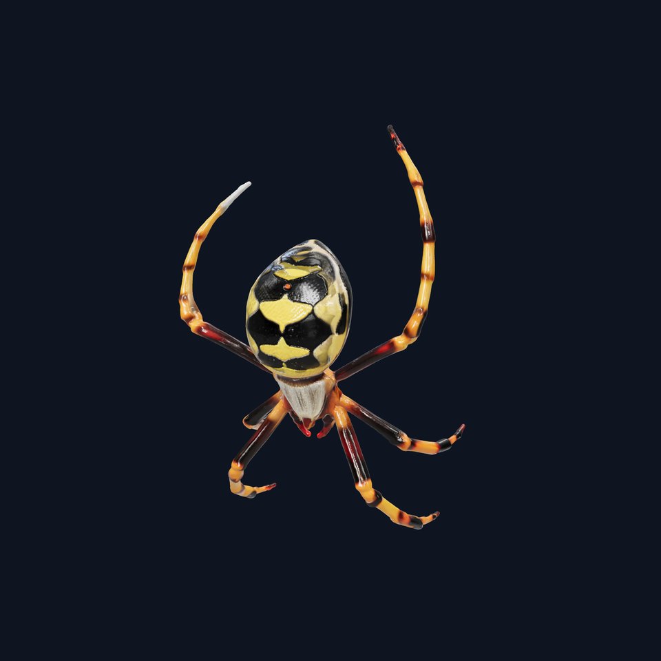 Golden Orb-Weaver Spider Detailed 3D Model Pack