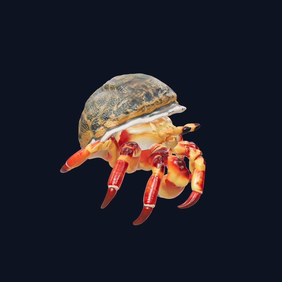Hermit Crab Detailed Marine Creature model pack