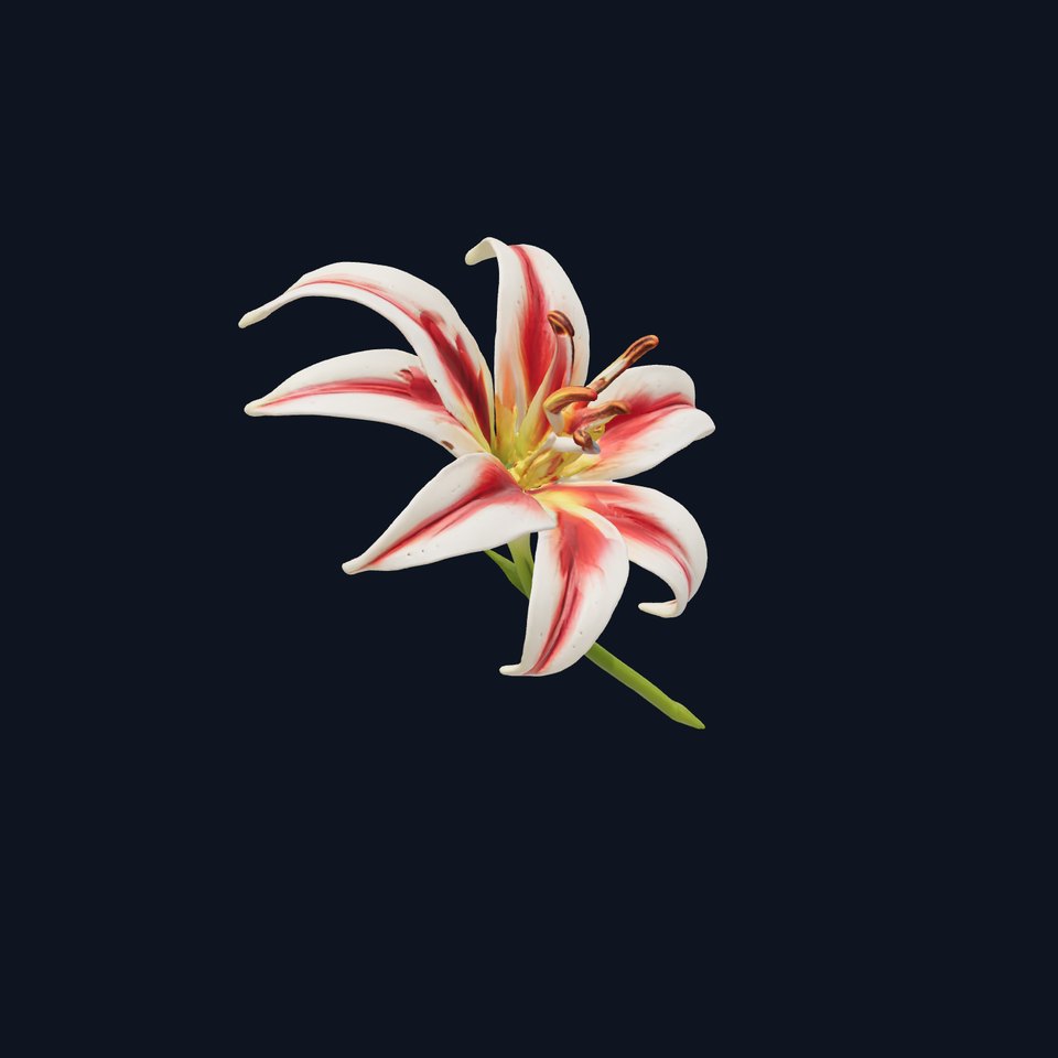 Realistic Lily Flower Species Model Pack