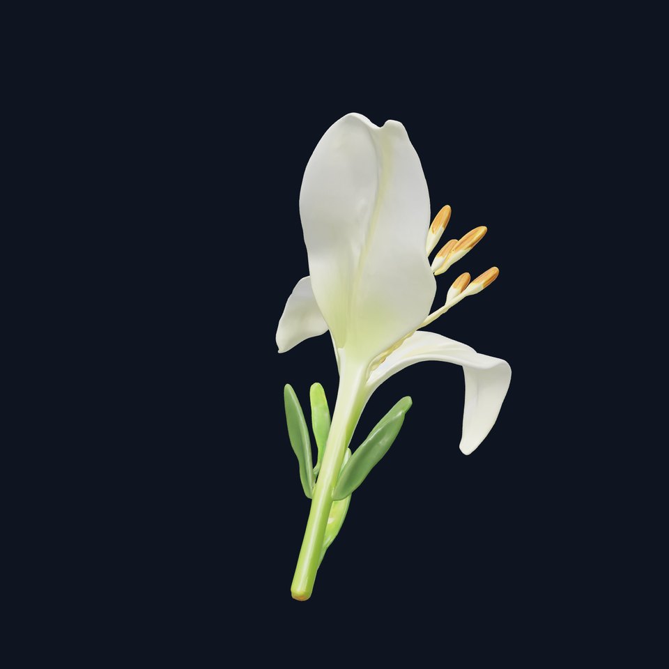 Snow White Lily Realistic Flower model pack
