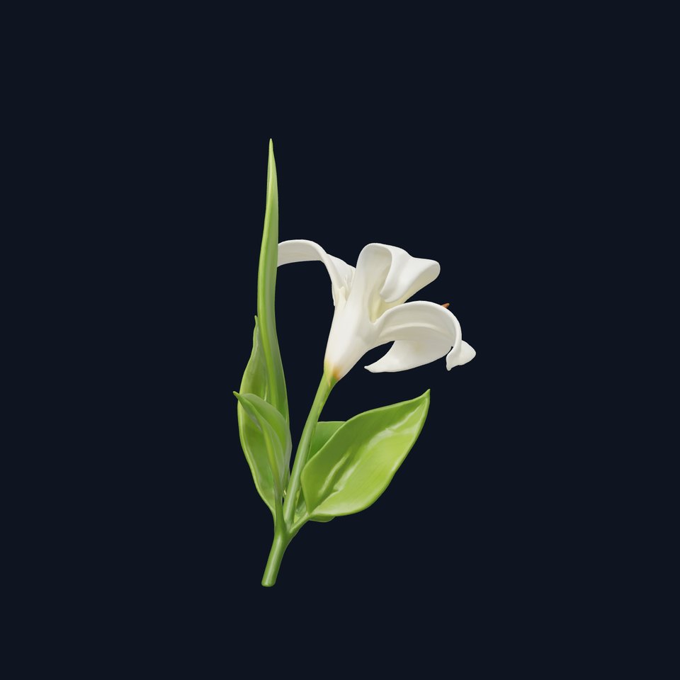Longiflorum Lily Elegant Petals model pack