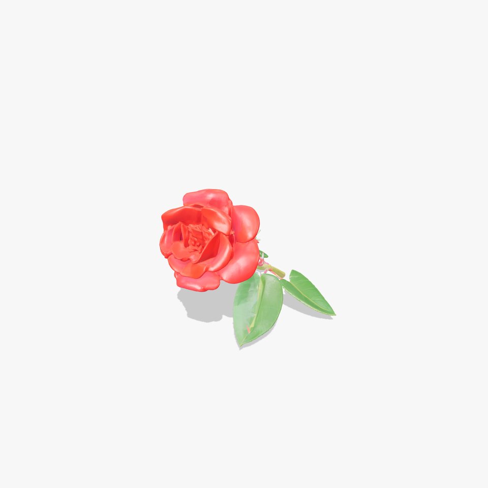 Rosa Gallica Red Rose Velvety Flower model pack
