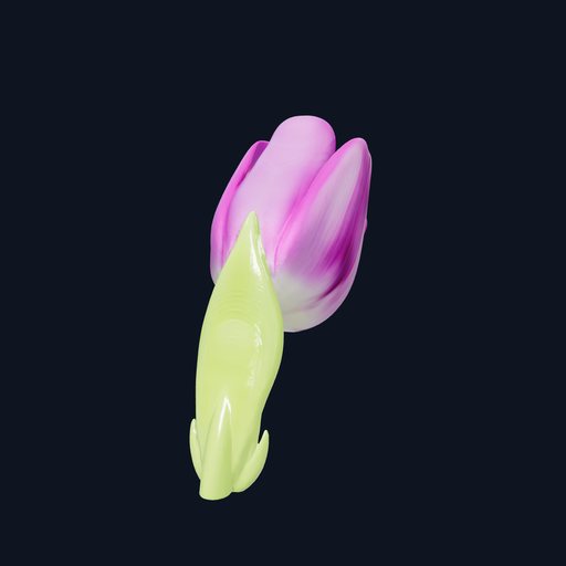 Tulipa