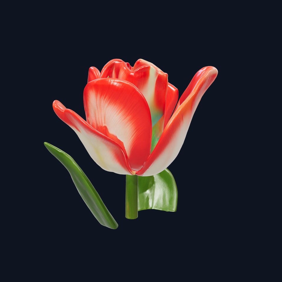 Tulipa Bicolor Blooming Elegance model pack