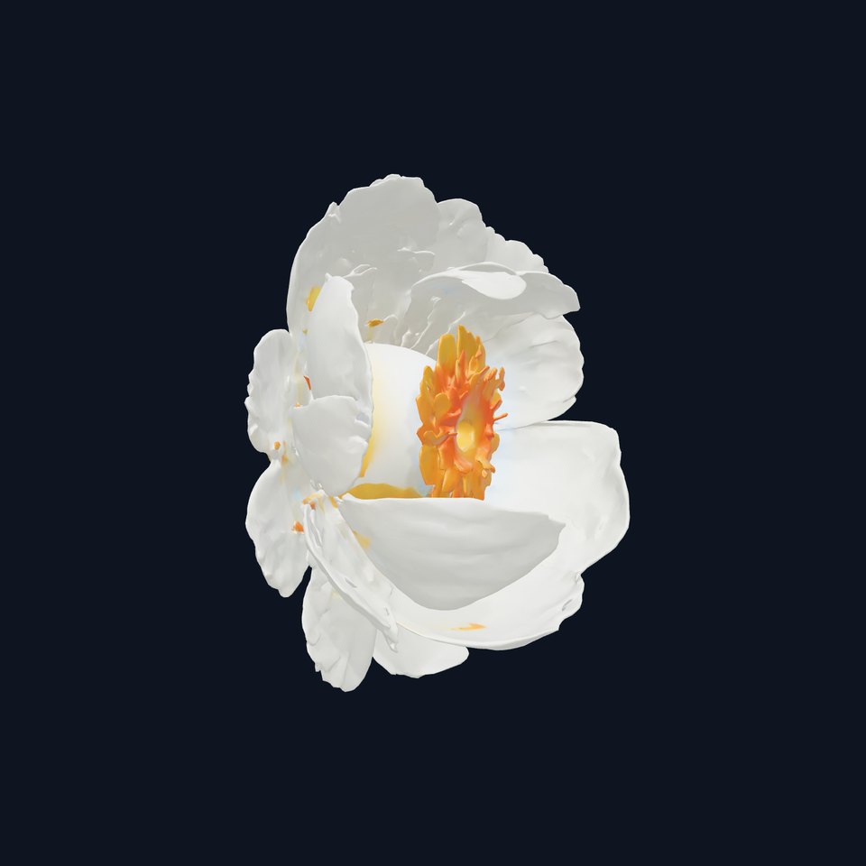 White Peony Flower Elegant Realistic 3D Model Pack