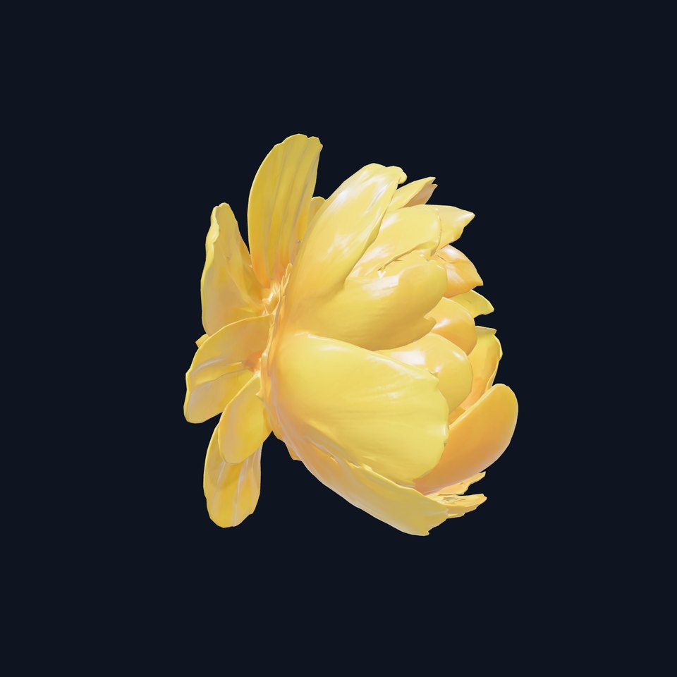 Yellow Peony Sunlit Petals Model Pack