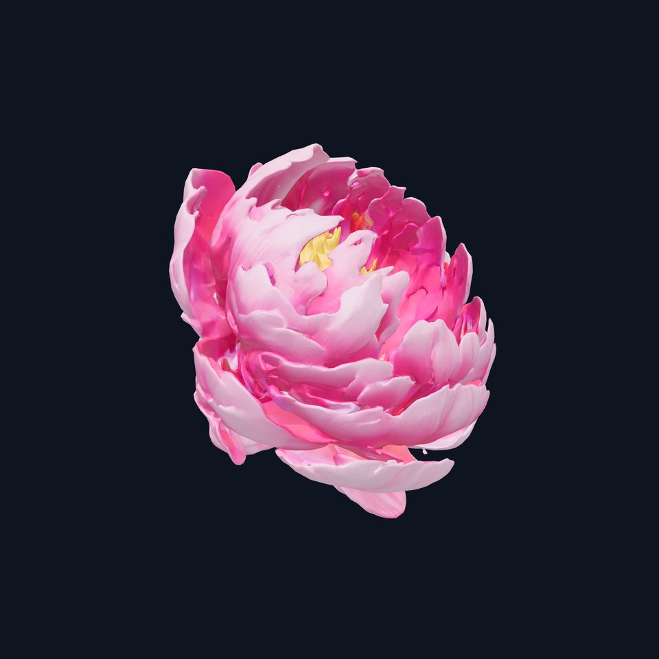 Exquisite 3D Peony Flower Model Pack