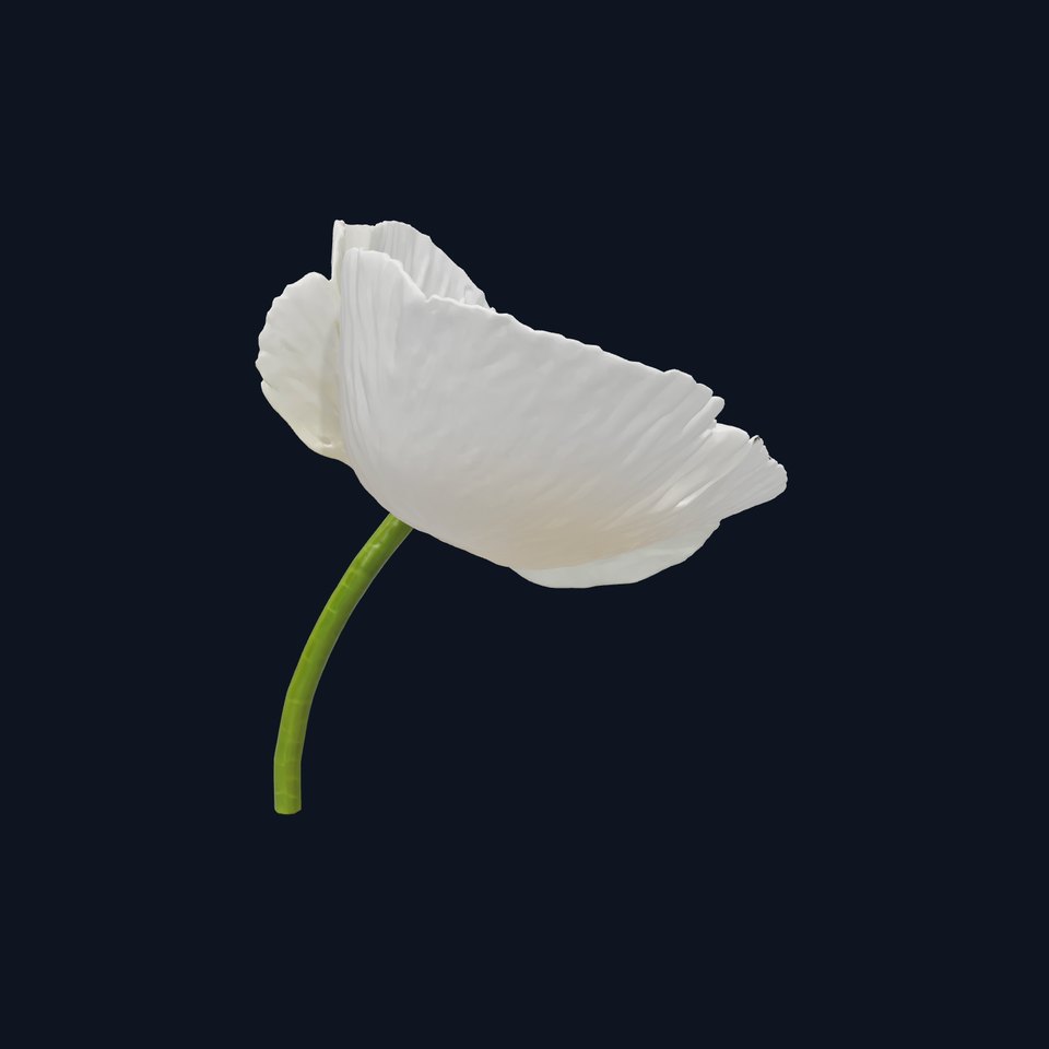 White Poppy Flower Realistic Sculpture model pack