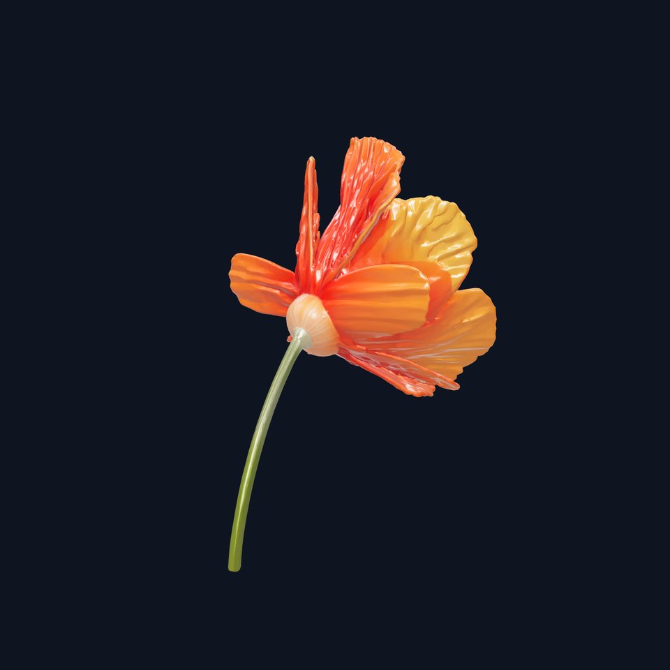 Orange Poppy Flower Realistic Botanical model pack