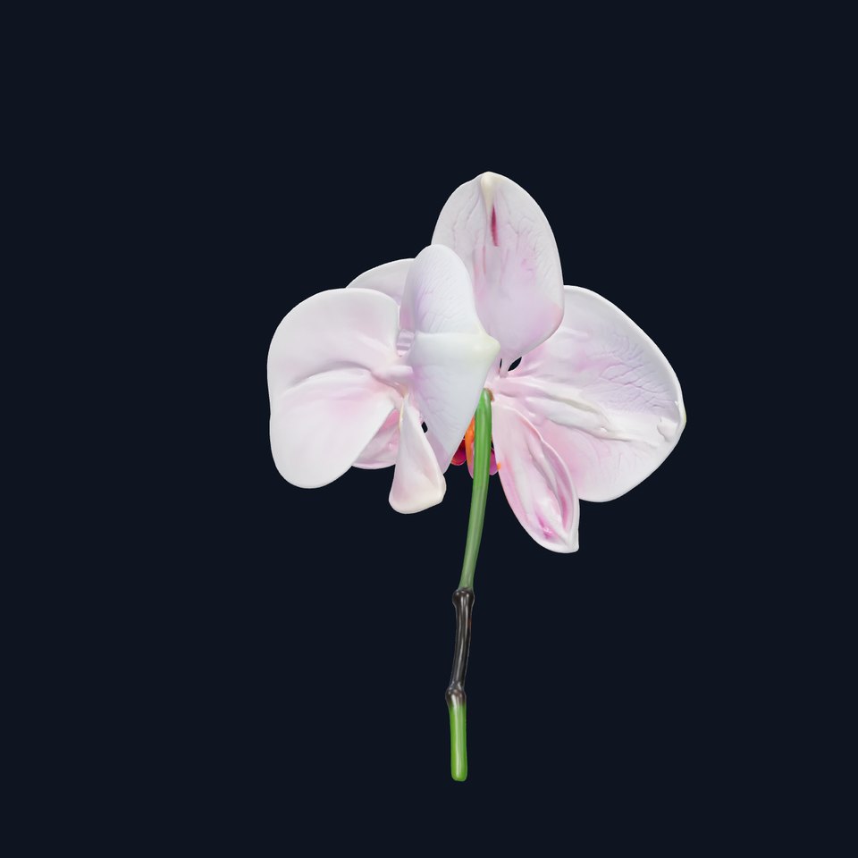 Detailed Phalaenopsis Orchid Flower model pack
