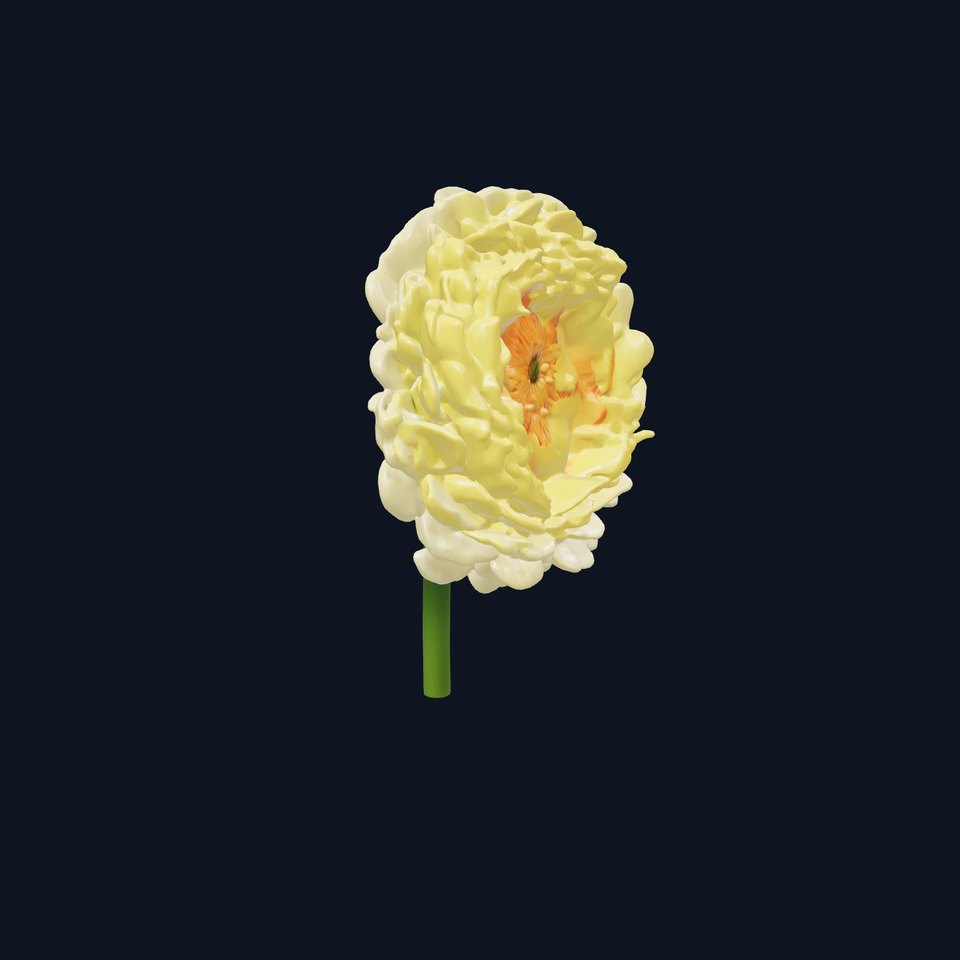 Ranunculus Double Flower Realistic Model Pack