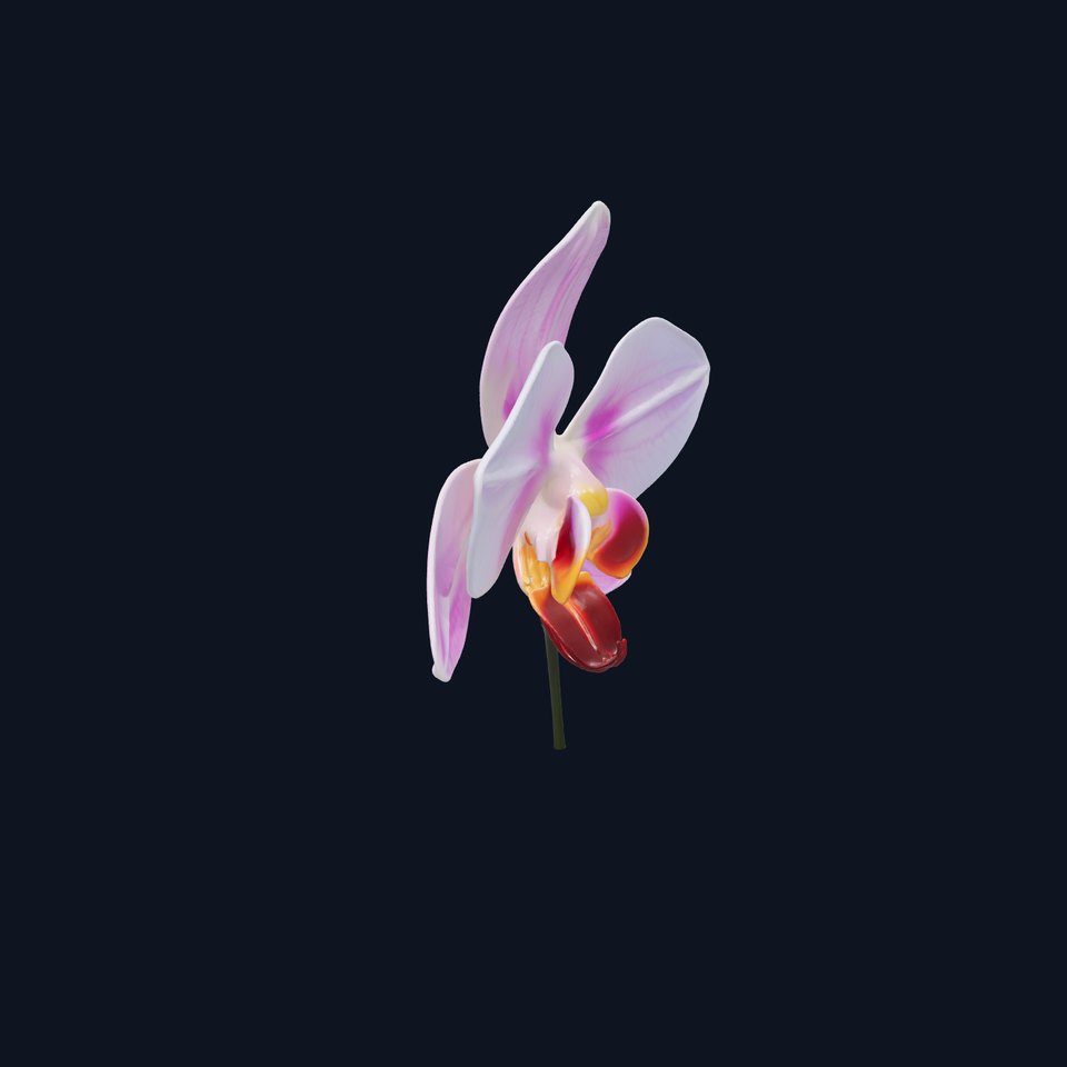 Dendrobium Orchid Bright Petals Model Pack