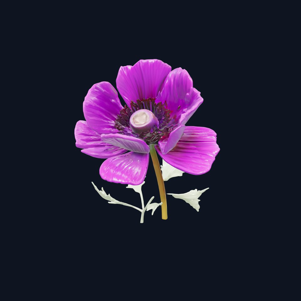 Purple Poppy Flower Realistic Textured model pack