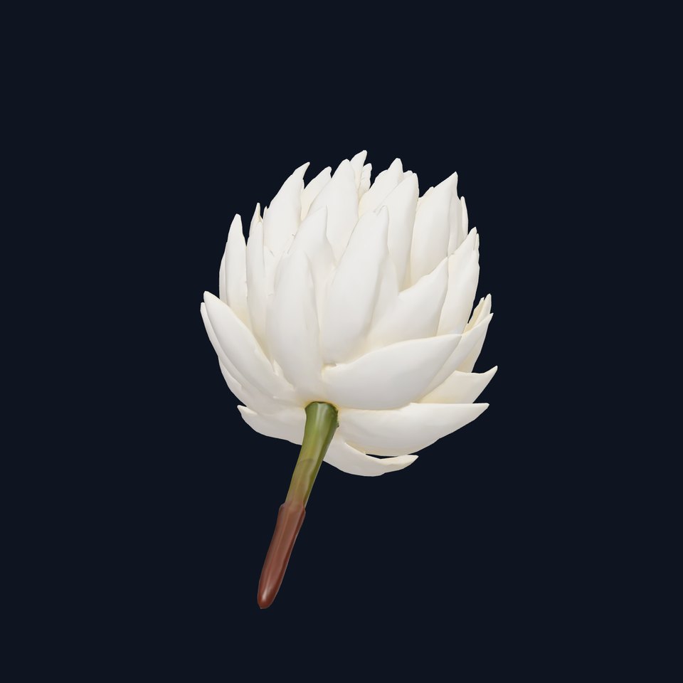 White Protea Snowy Flower Detail model pack