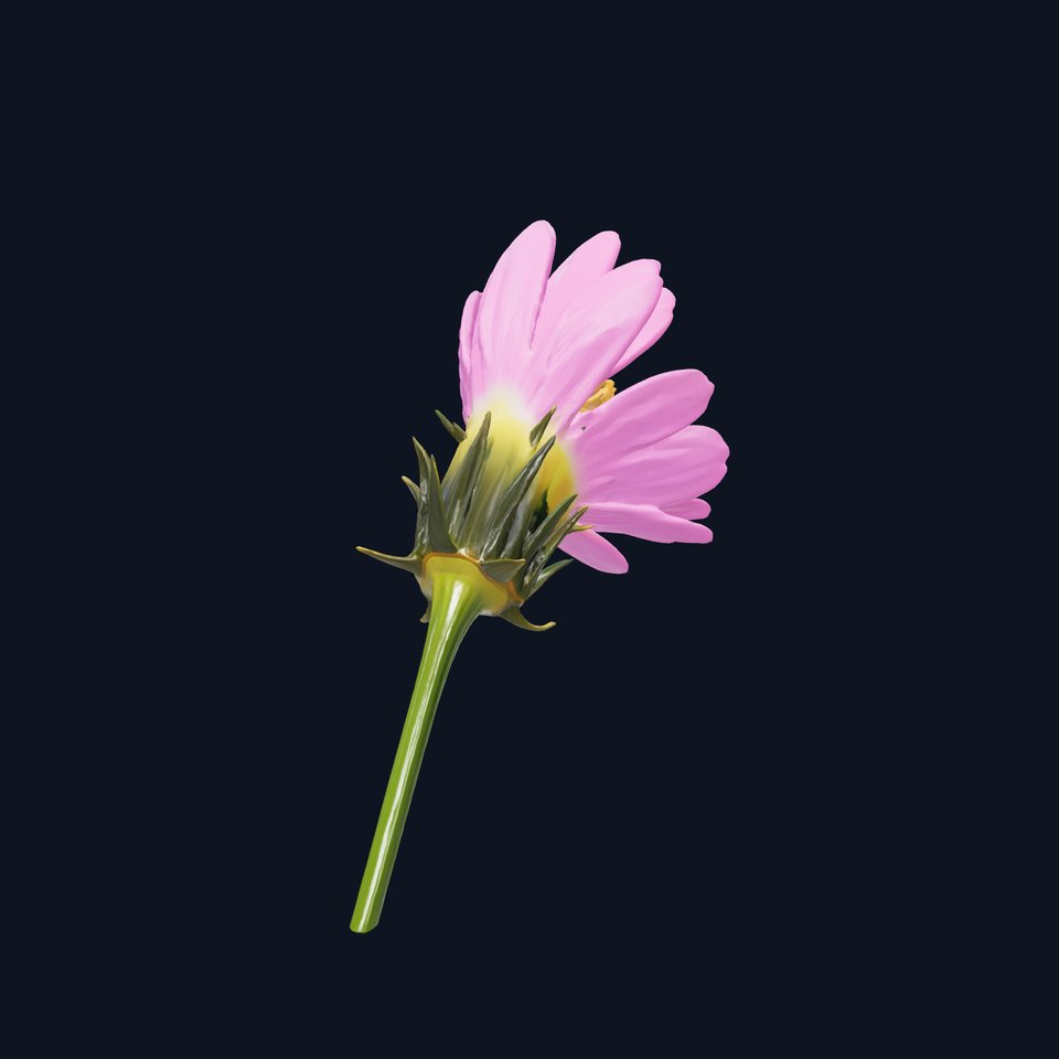 Pink Cornflower Botanical Realistic model pack
