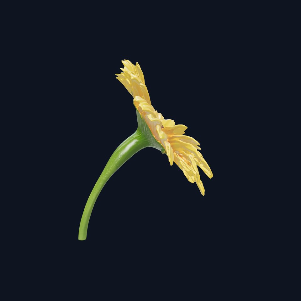 Leucanthemum Yellow Flower Model Pack