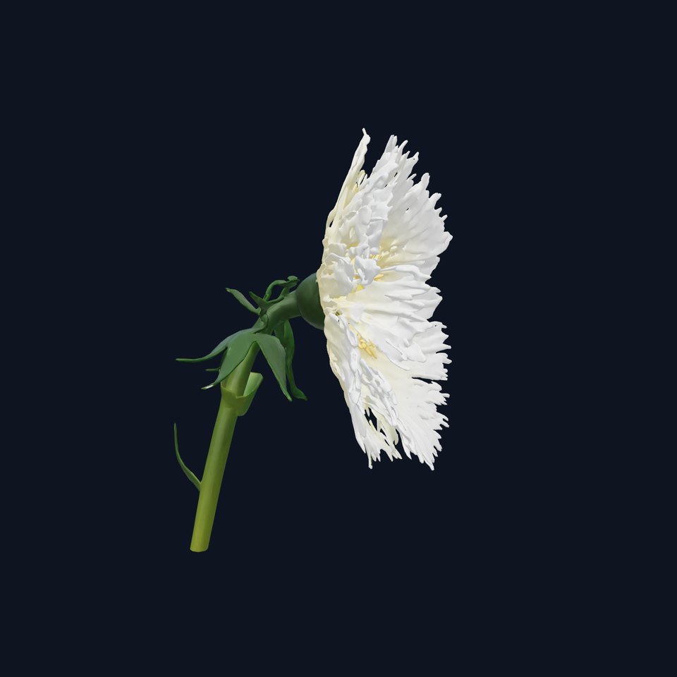 White Cornflower Realistic Floral Model Pack