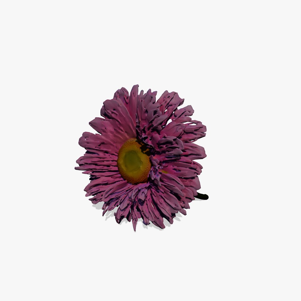 Leucanthemum Pink Blossom Render model pack